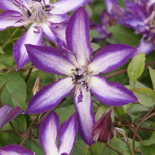 Clematis ASTRA NOVA 'Zo09085'