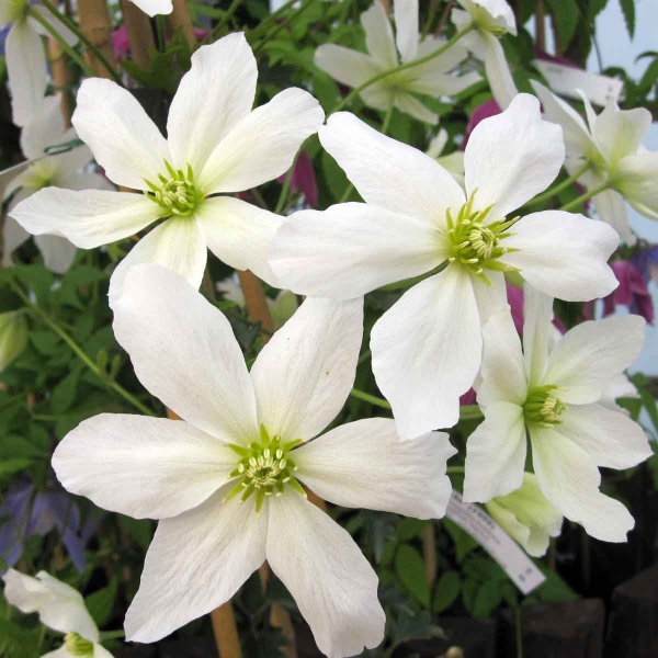 Clematis Avalanche (x cartmanii 'Avalanche')