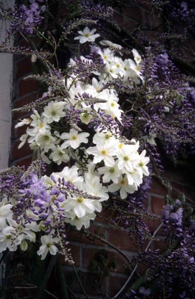 Clematis Avalanche (x cartmanii 'Avalanche')