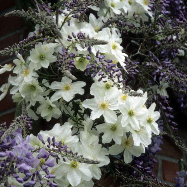 Clematis Avalanche (x cartmanii 'Avalanche')