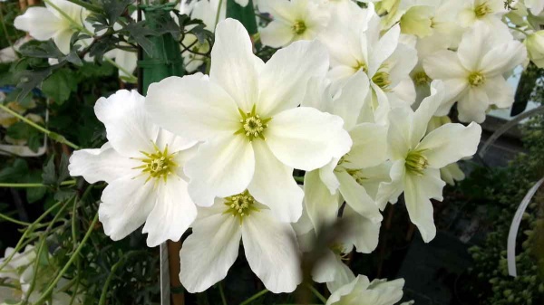 Clematis Avalanche (x cartmanii 'Avalanche')