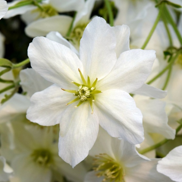 Clematis Avalanche