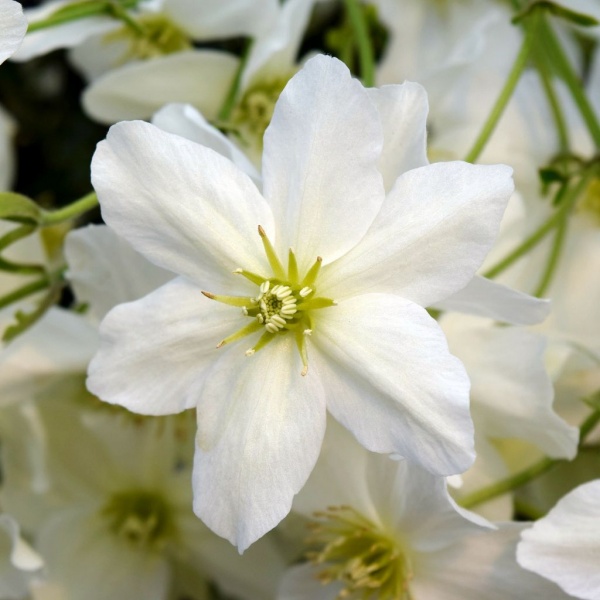 Clematis Avalanche (x cartmanii 'Avalanche')