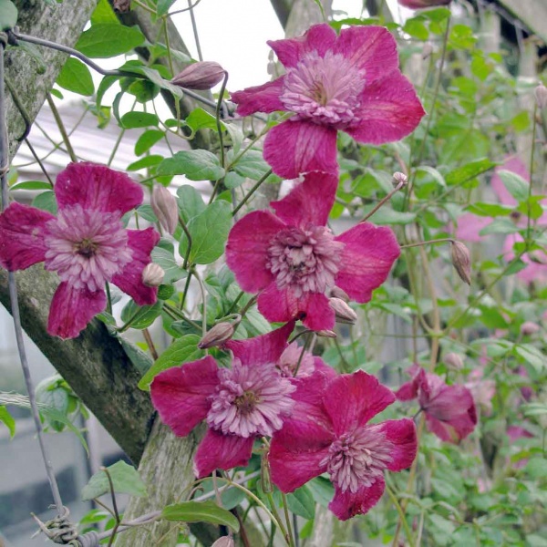 Clematis AVANT-GARDE Evipo033