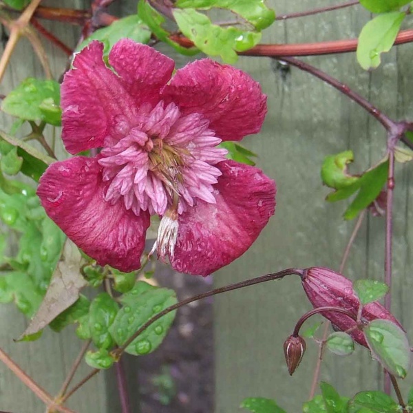 Clematis AVANT-GARDE Evipo033