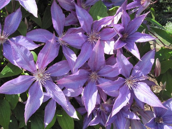 Clematis Bagatelle (Dorothy Walton)