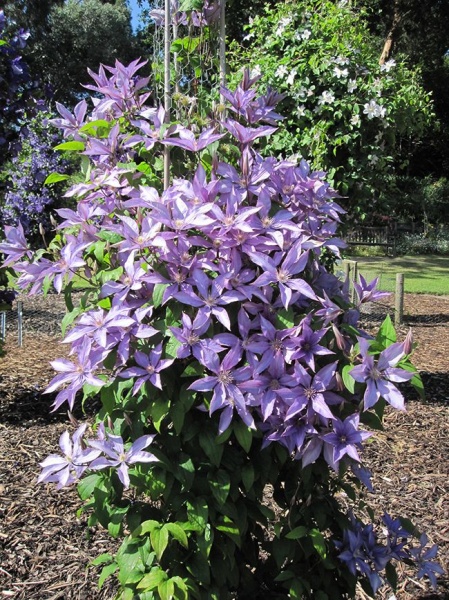 Clematis Bagatelle (Dorothy Walton)