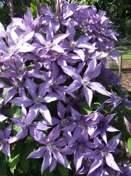 Clematis Bagatelle (Dorothy Walton)