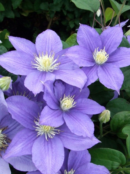 Clematis Beauty of Worcester