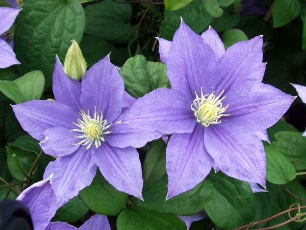 Clematis Beauty of Worcester