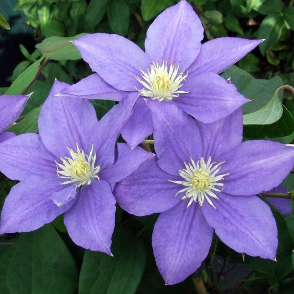 Clematis Beauty of Worcester