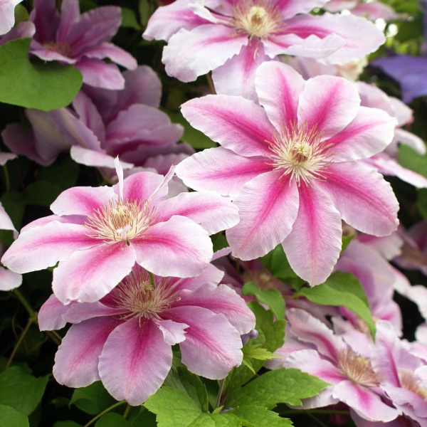 Clematis Bees Jubilee