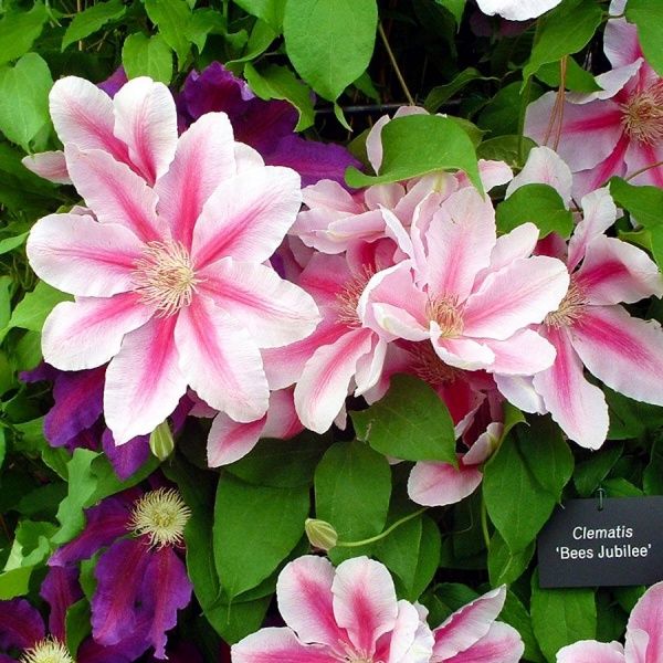 Clematis Bees Jubilee