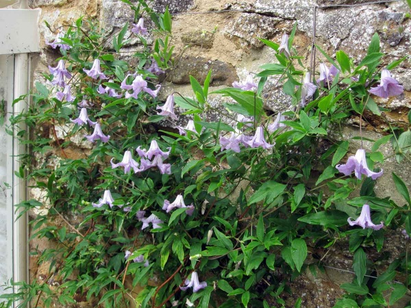 Clematis Betty Corning