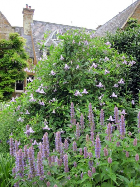 Clematis Betty Corning