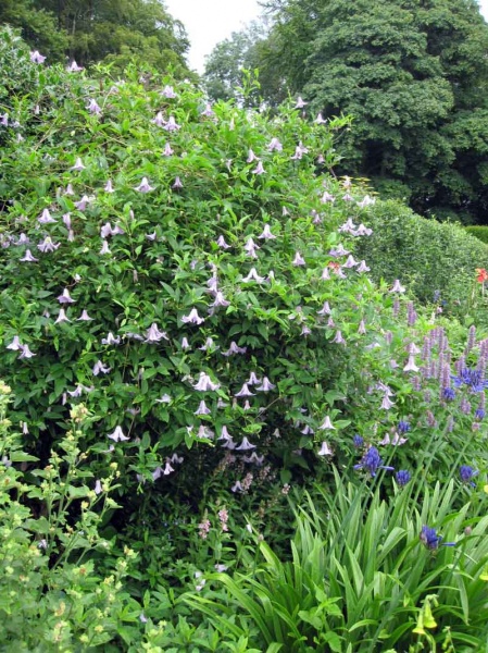 Clematis Betty Corning