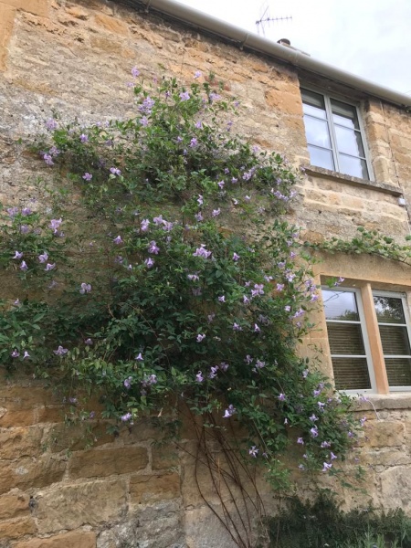 Clematis Betty Corning