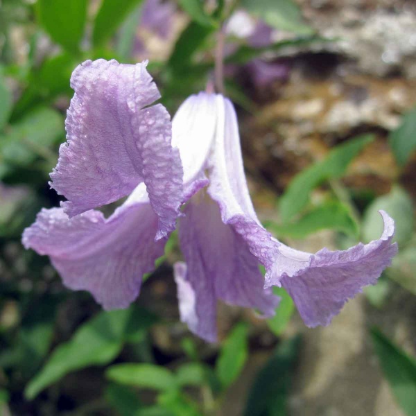 Clematis Betty Corning