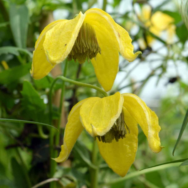 Clematis Bill MacKenzie