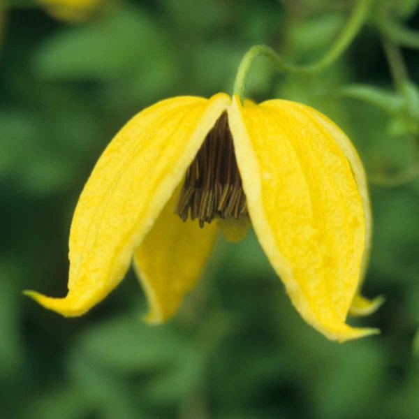 Clematis Bill MacKenzie