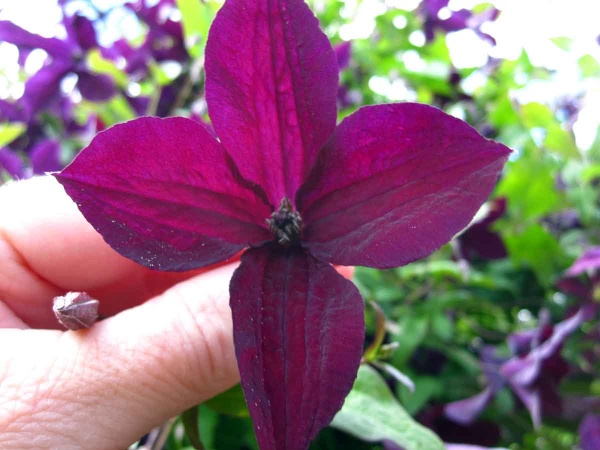 Clematis Black Prince