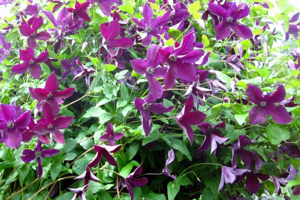 Clematis Black Prince