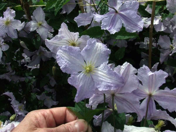 Clematis Blekitny Aniol (BLUE ANGEL)