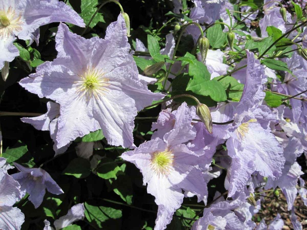 Clematis Blekitny Aniol (BLUE ANGEL)