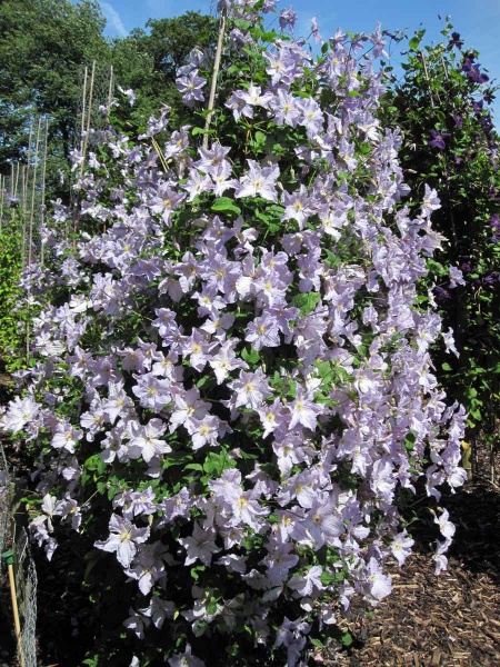 Clematis Blekitny Aniol (BLUE ANGEL)