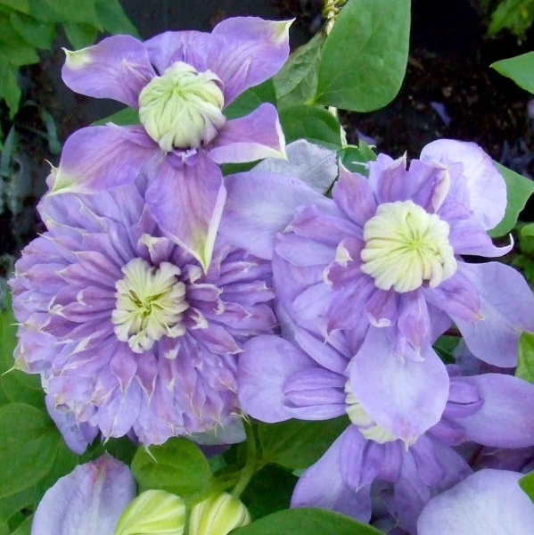 Clematis Blue Light