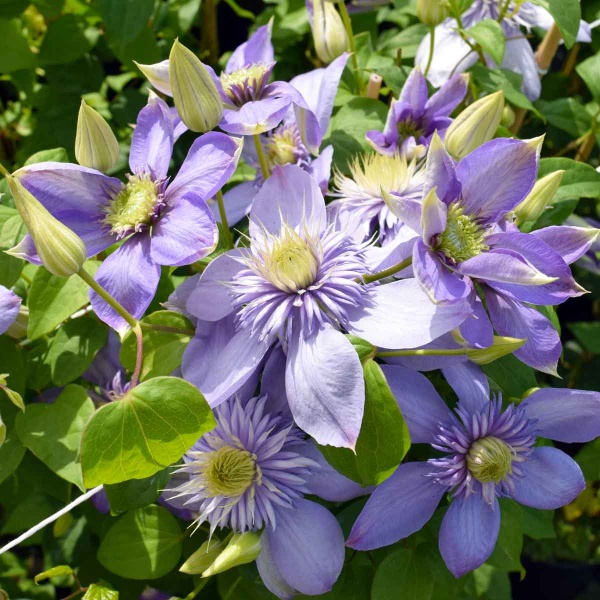 Clematis Blue Light