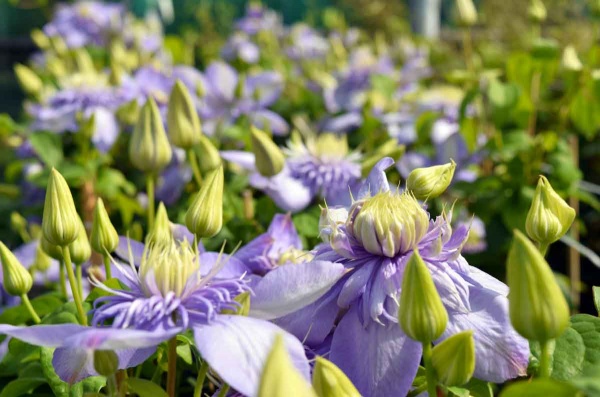 Clematis Blue Light