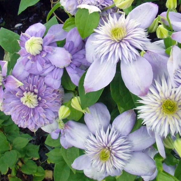 Clematis Blue Light