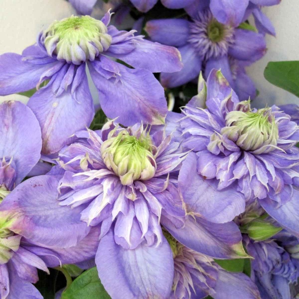 Clematis Blue Light