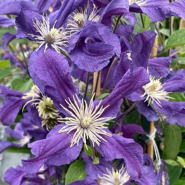 Clematis BLUE PIROUETTE 'Zobluepi'