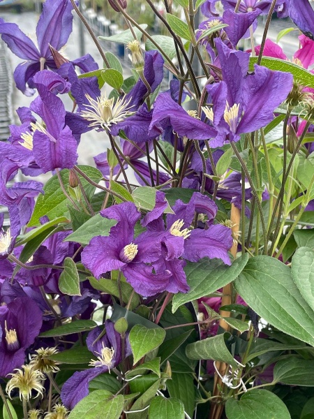 Clematis BLUE PIROUETTE 'Zobluepi'