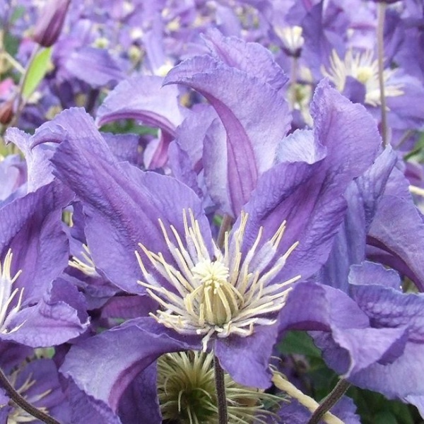 Clematis BLUE PIROUETTE 'Zobluepi'