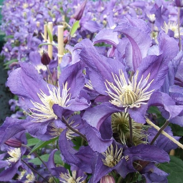 Clematis BLUE PIROUETTE 'Zobluepi'