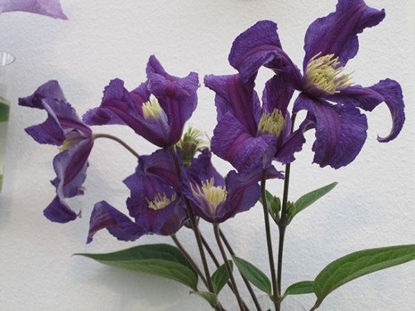 Clematis BLUE PIROUETTE 'Zobluepi'