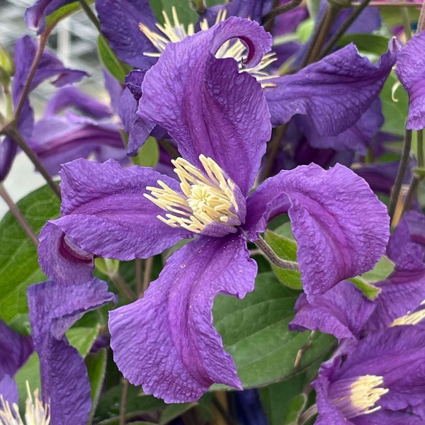 Clematis BLUE PIROUETTE 'Zobluepi'