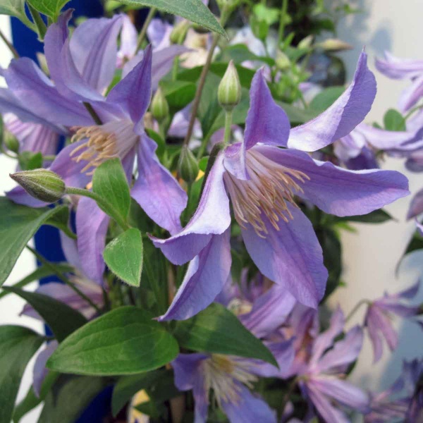 Clematis BLUE RIVER 'Zoblueriver'