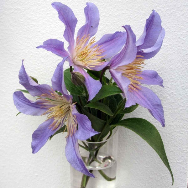 Clematis BLUE RIVER 'Zoblueriver'