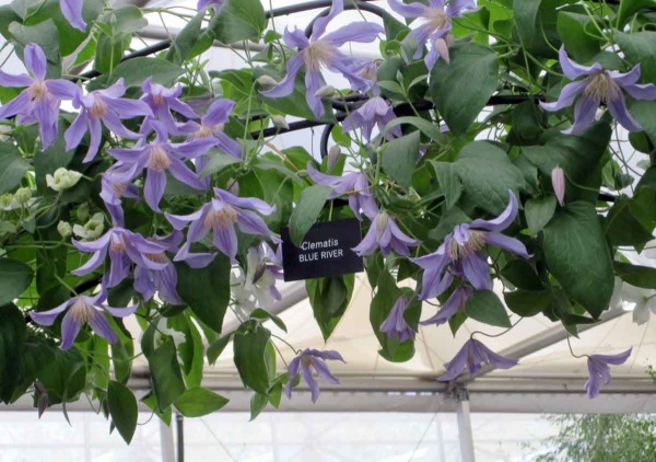 Clematis BLUE RIVER 'Zoblueriver'