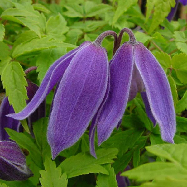 Clematis Blue Tapers syn. Cyanea