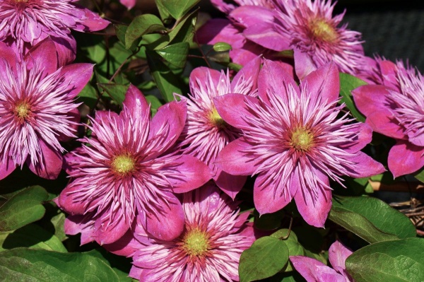 Clematis BLUSHING BRIDESMAID  Kaiser