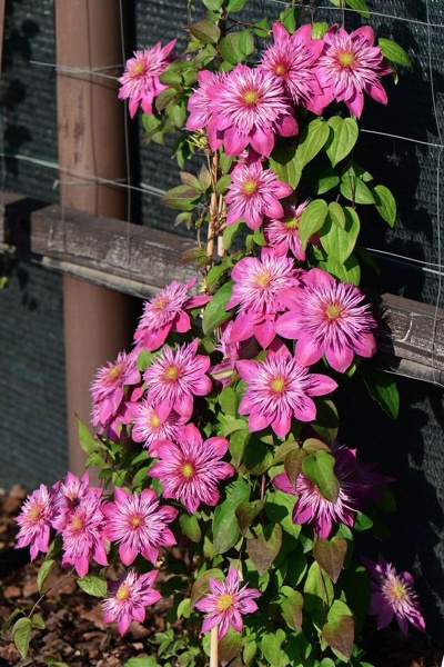 Clematis BLUSHING BRIDESMAID  Kaiser