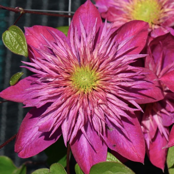 Clematis BLUSHING BRIDESMAID  Kaiser