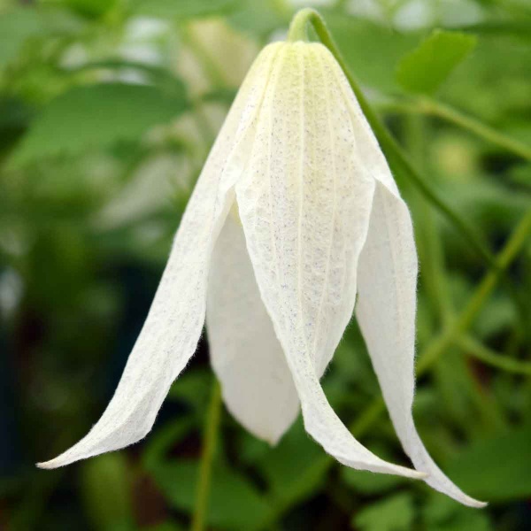 Clematis Broughton Bride