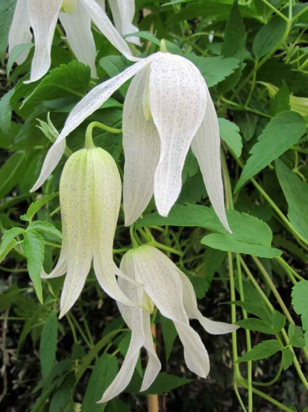 Clematis Broughton Bride