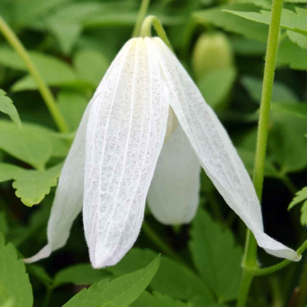 Clematis Broughton Bride